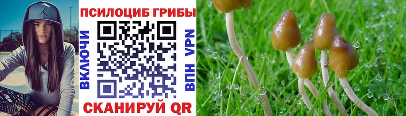 Купить где  Омутнинск  Галлюциногенные грибы Psilocybine cubensis 